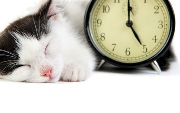 кот, мордочка, кошка, сон, котенок, часы, будильник