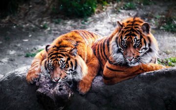 тигр, хищники, большие кошки, тигры