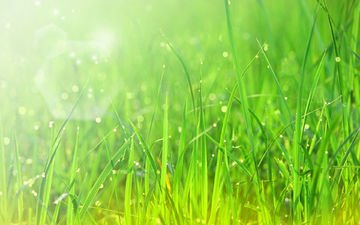 трава, природа, зелень, макро, роса, капли, солнечный свет