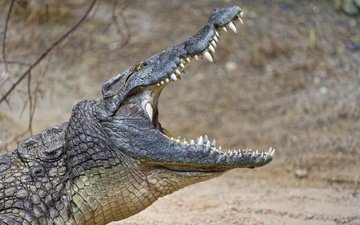зубы, крокодил, пасть, рептилия, © tambako jaguar