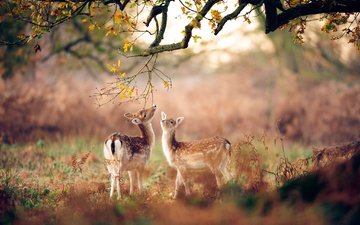 лес, животные, осень, размытость, олени, оленята