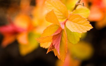 листья, макро, фон, осень, желтые, ветвь