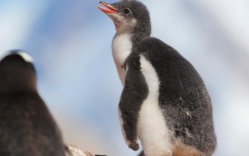 птенец, птица, пингвин, малыш, пингвины, детеныш, пингвинёнок