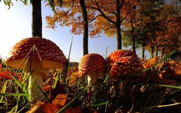 природа, листья, осень, грибы, мухомор, семейка
