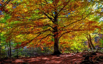 деревья, природа, лес, листья, осень