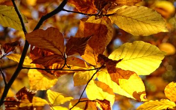 природа, дерево, листья, макро, ветки, осень