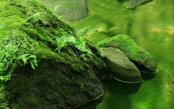 вода, природа, камни, зелень, растения, макро, мох
