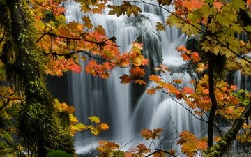 деревья, природа, листья, пейзажи, водопад, осень, клен