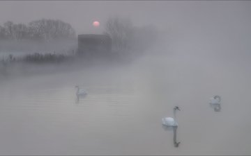 озеро, природа, утро, туман, птицы, лебеди