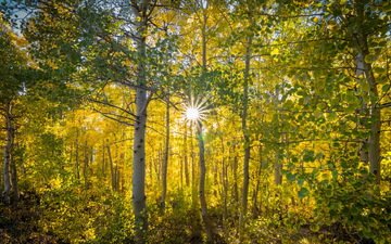 деревья, солнце, природа, лес, осень