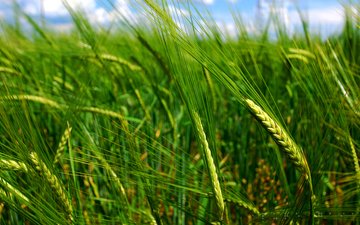 природа, макро, поле, колосья, пшеница
