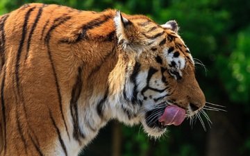 тигр, морда, профиль, язык, дикая кошка