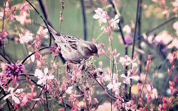 цветы, ветки, крылья, птица, клюв, весна, воробей, перья
