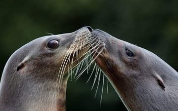фон, усы, взгляд, поцелуй, тюлень, морской лев, тюлени