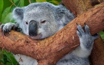 дерево, животные, мордочка, австралия, коала