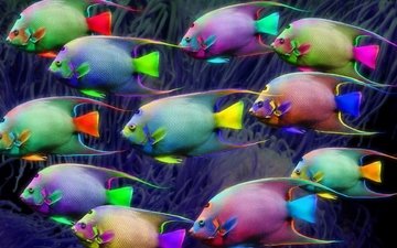 неон, разноцветные, рыбки, рыбы, освещение, подводный мир