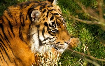 тигр, морда, трава, хищник, большая кошка, отдых, амурский тигр
