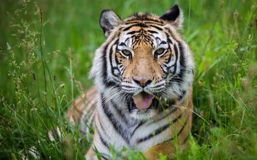 тигр, морда, трава, хищник, большая кошка, язык