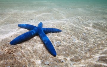 вода, песок, дно, морская звезда, подводный мир