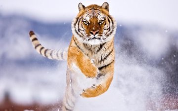 тигр, снег, зима, прыжок, хищник, большие кошки