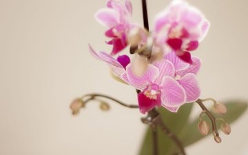цветы, ветка, лепестки, розовый, орхидея, орхидеи