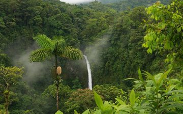 природа, зелень, водопад, пальмы, тропики, джунгли, заповедник, тропический лес