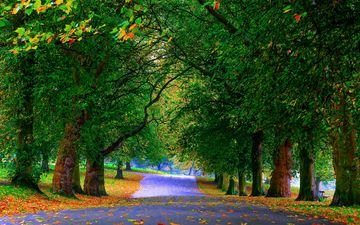 деревья, зелень, листья, парк, осень, аллея