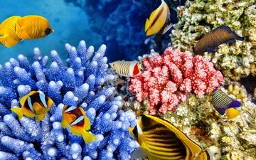 рыбки, океан, подводный мир, коралловый риф