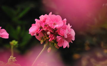 цветок, фотограф, герань, джованни zacche
