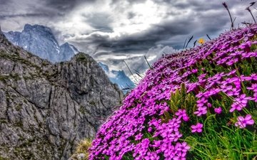 цветы, горы, австрия, альпы
