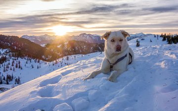 горы, снег, природа, зима, австрия, собака, пес, альпы