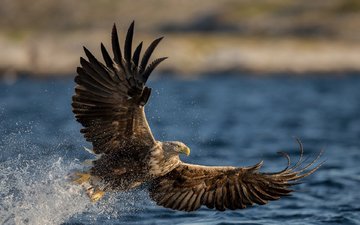вода, крылья, брызги, хищник, птица, орлан-белохвост, орлан белохвост