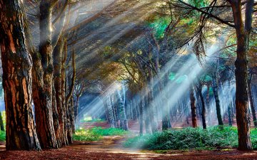 свет, деревья, лес, лучи, пейзаж