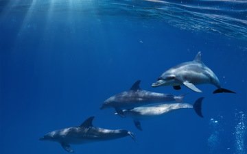 солнце, океан, дельфины, дельфин, подводный мир