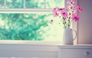 цветы, букет, окно, ваза, космея