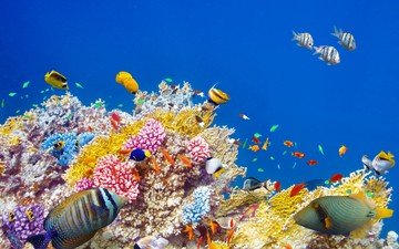 море, рыбы, океан, кораллы, риф, подводный мир