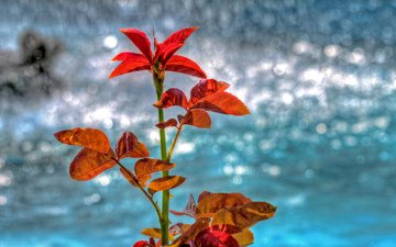 вода, природа, листья, отражение, осень, блеск, растение
