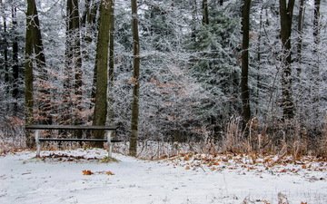 деревья, снег, природа, листья, зима, парк, скамейка, онтарио