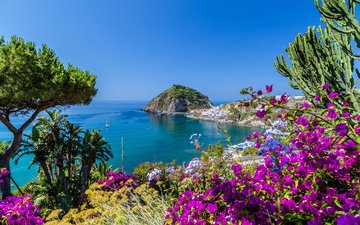 цветы, природа, пейзаж, море, побережье, италия, бугенвиллея