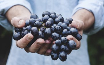 виноград, красный, руки, урожай, кисть, сладкий, сочный