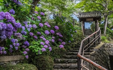 цветы, храм, лестница, япония, киото, гортензии
