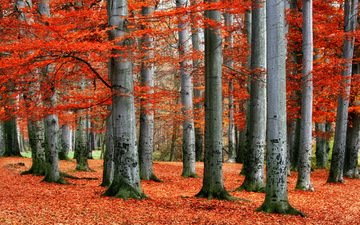 деревья, лес, листья, пейзаж, осень, красные