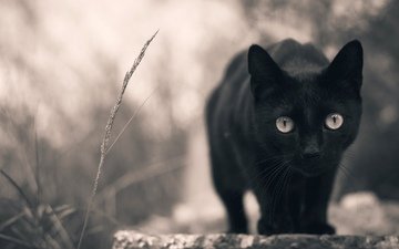 кот, мордочка, кошка, смотрит, взгляд, черный, лапки