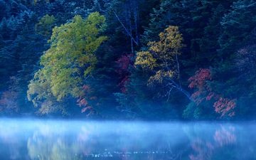 деревья, озеро, лес, туман
