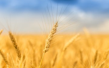 небо, природа, поле, лето, колосья, пшеница