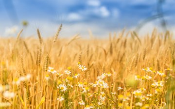 небо, цветы, природа, поле, лето, колосья, пшеница, ромашки