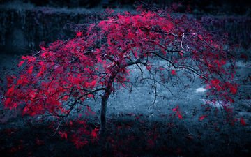 ночь, дерево, листья, фон, туман, осень, красные, темный