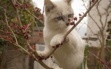 ветки, кошка, котенок, белый, на дереве