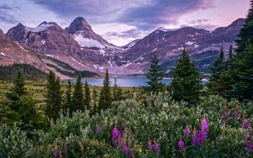 цветы, деревья, озеро, горы, канада, британская колумбия, канадские скалистые горы, гора ассинибойн, озеро магог