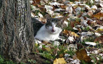 природа, дерево, кот, кошка, осень, осенние листья